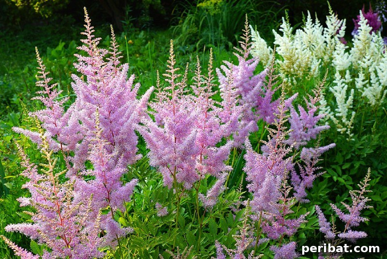 Eternal Bloom: 32 Pink Perennials for a Perpetually Vibrant Garden 18 Astilbe - a feathery pink perennial flower, adding height and color to shady gardens.