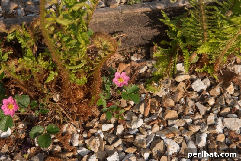 Eternal Bloom: 32 Pink Perennials for a Perpetually Vibrant Garden 19 Fragaria - a charming pink perennial flower of the woodland strawberry, producing sweet miniature fruits.