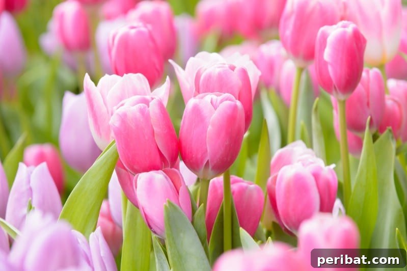 Eternal Bloom: 32 Pink Perennials for a Perpetually Vibrant Garden 20 Tulips - quintessential spring pink perennial flowers, blooming in various shades of pink.