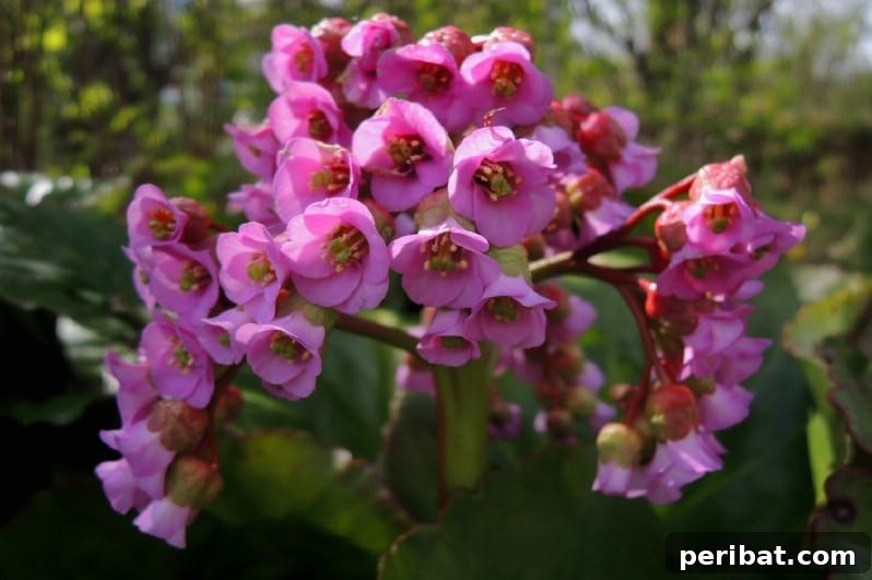Eternal Bloom: 32 Pink Perennials for a Perpetually Vibrant Garden 3 Bergenia - a vibrant pink perennial flower with large, glossy leaves, ideal for groundcover.