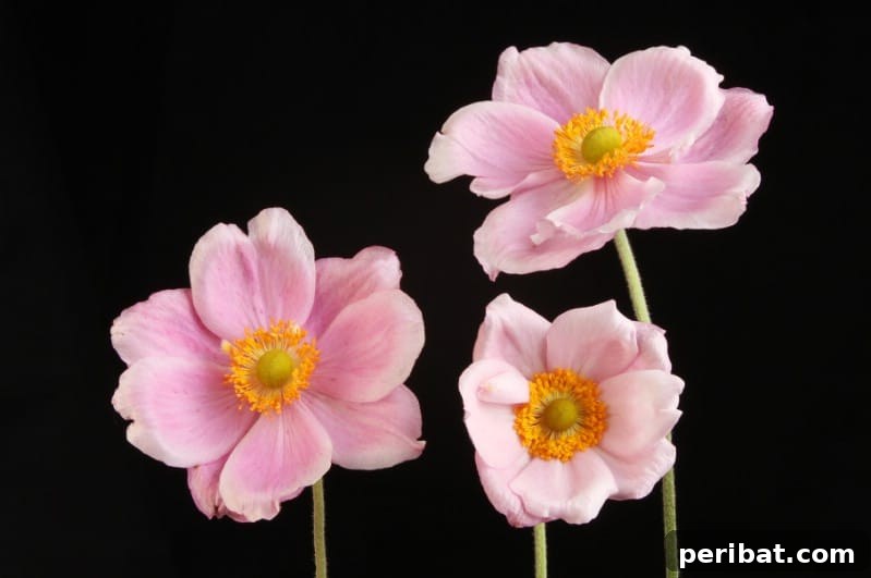 Eternal Bloom: 32 Pink Perennials for a Perpetually Vibrant Garden 21 Anemone - elegant pink perennial flowers, blooming from summer to early fall.