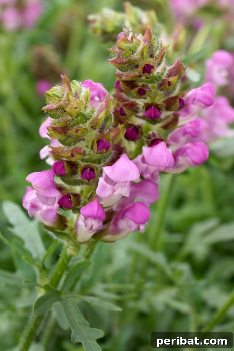 Eternal Bloom: 32 Pink Perennials for a Perpetually Vibrant Garden 22 Prunella - a low-growing pink perennial flower from the mint family, with two-lipped blooms.