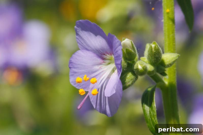 Eternal Bloom: 32 Pink Perennials for a Perpetually Vibrant Garden 23 Jacob’s Ladder - a graceful pink perennial flower with distinct ladder-like leaflets along its stem.
