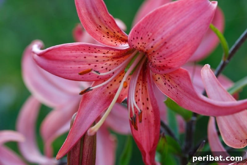 Eternal Bloom: 32 Pink Perennials for a Perpetually Vibrant Garden 24 Oriental Lilies - spectacular pink perennial flowers with large, fragrant blooms, growing from bulbs.