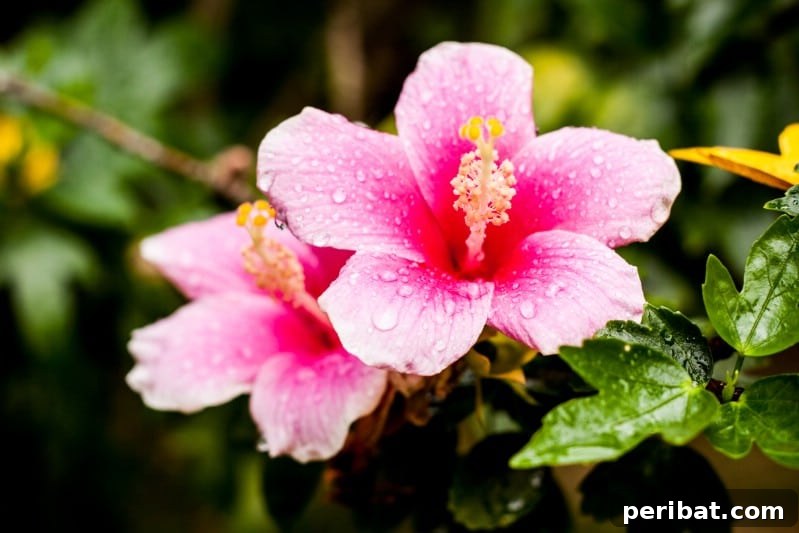 Eternal Bloom: 32 Pink Perennials for a Perpetually Vibrant Garden 25 Hardy Hibiscus - a large pink perennial shrub with stunning, tie-dyed looking flowers, ideal for tropical gardens.