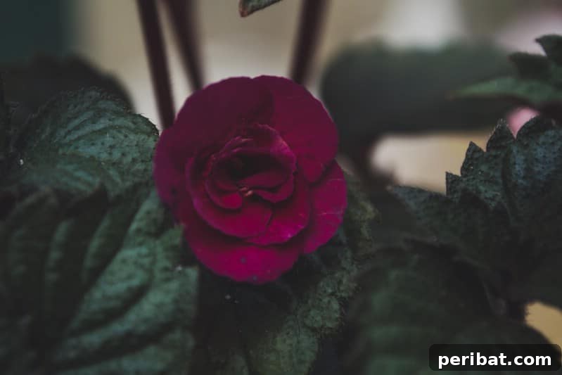 Eternal Bloom: 32 Pink Perennials for a Perpetually Vibrant Garden 28 Achimenes - funnel-shaped pink perennial flowers, easy to grow indoors as a houseplant or outdoors in warm zones.