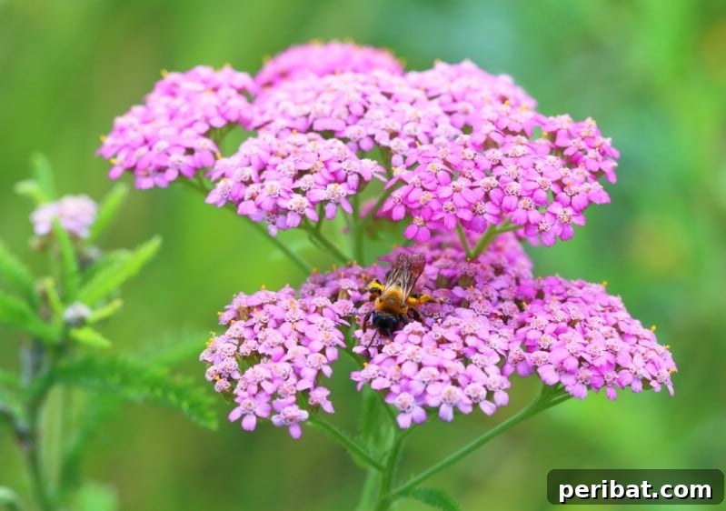 Eternal Bloom: 32 Pink Perennials for a Perpetually Vibrant Garden 29 Yarrow - a resilient pink perennial flower from the aster family, also an herb with medicinal benefits.