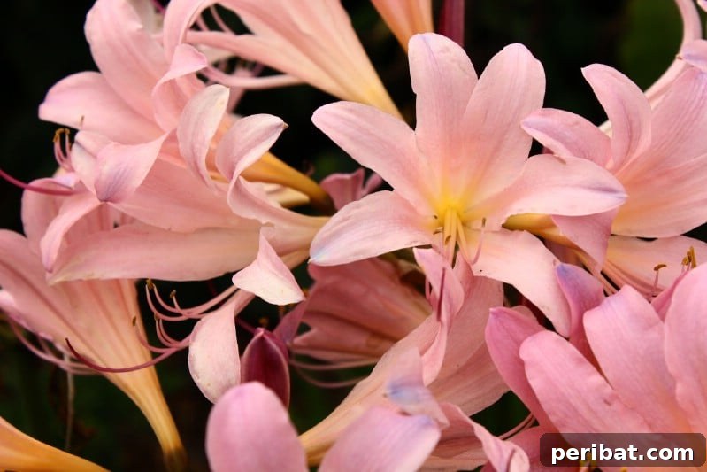 Eternal Bloom: 32 Pink Perennials for a Perpetually Vibrant Garden 30 Amarcrinum - a unique pink perennial flower with pale pink and white blooms, thriving in warm growing zones.