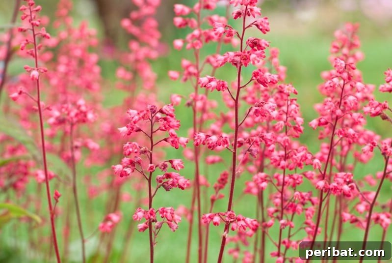 Eternal Bloom: 32 Pink Perennials for a Perpetually Vibrant Garden 4 Coral Bells - a beautiful pink perennial flower with delicate, airy blooms and intricate foliage.