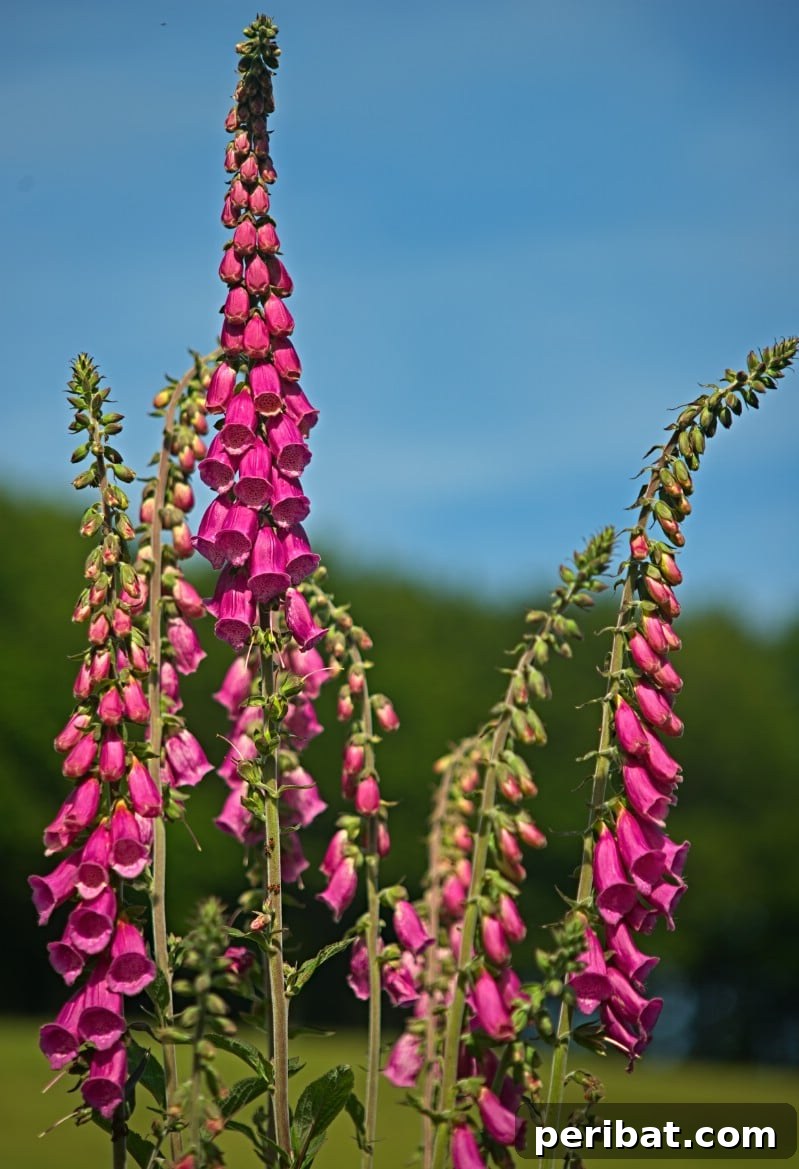 Eternal Bloom: 32 Pink Perennials for a Perpetually Vibrant Garden 31 Veronica Spicata ‘Red Fox’ - a lovely pink perennial producing flower spires in shades of pink and red.