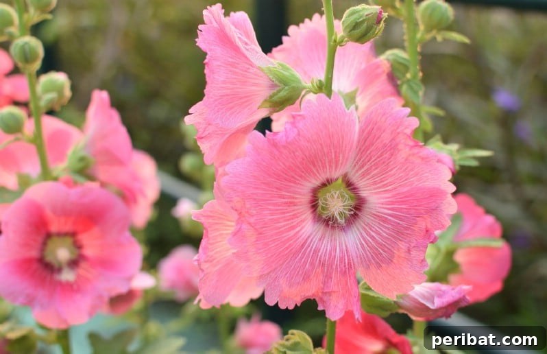 Eternal Bloom: 32 Pink Perennials for a Perpetually Vibrant Garden 32 Hollyhocks - tall, rapidly growing pink perennial flowers that reseed themselves annually.