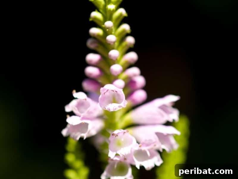 Eternal Bloom: 32 Pink Perennials for a Perpetually Vibrant Garden 33 Obedient Plant - a pink perennial flower also known as Physostegia, with snapdragon-like blooms.