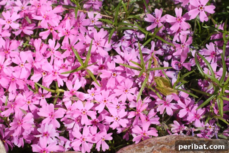 Eternal Bloom: 32 Pink Perennials for a Perpetually Vibrant Garden 34 Creeping Phlox - a dense pink groundcover perennial, excellent for slopes and erosion control.