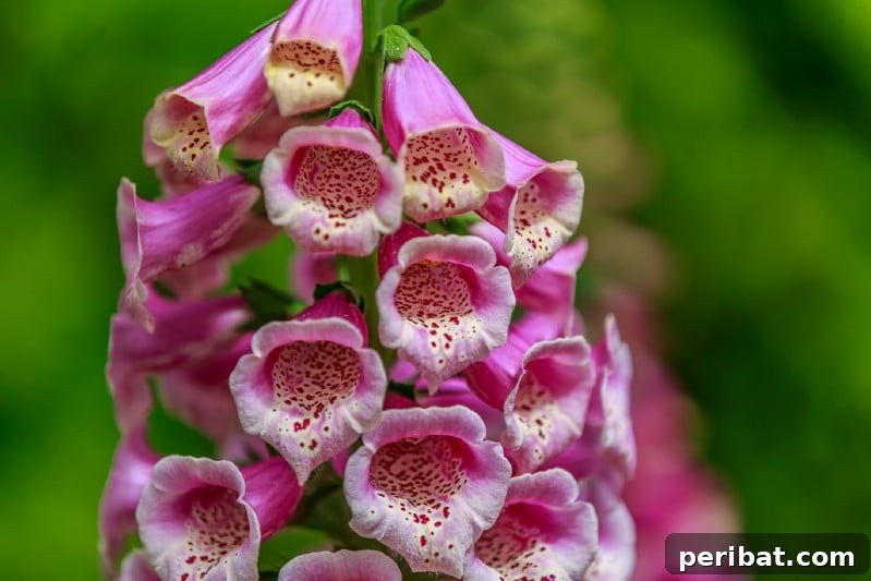 Eternal Bloom: 32 Pink Perennials for a Perpetually Vibrant Garden 5 Foxglove - a tall, elegant pink perennial flower with bell-shaped blooms, adding vertical interest to gardens.