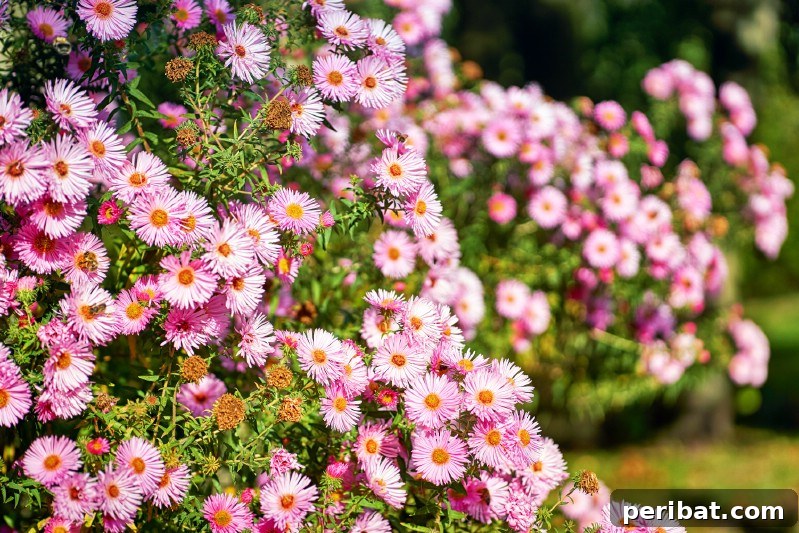 Eternal Bloom: 32 Pink Perennials for a Perpetually Vibrant Garden 7 Aster - a delightful pink perennial flower resembling a daisy, known for attracting pollinators.
