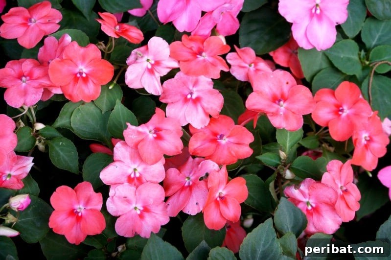 Eternal Bloom: 32 Pink Perennials for a Perpetually Vibrant Garden 8 Impatiens - a vivid pink perennial flower thriving in shade, often grown in containers.