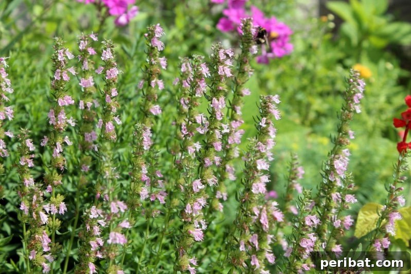 Eternal Bloom: 32 Pink Perennials for a Perpetually Vibrant Garden 9 Hyssop - a tall pink perennial flower with fragrant spikes, attracting pollinators.