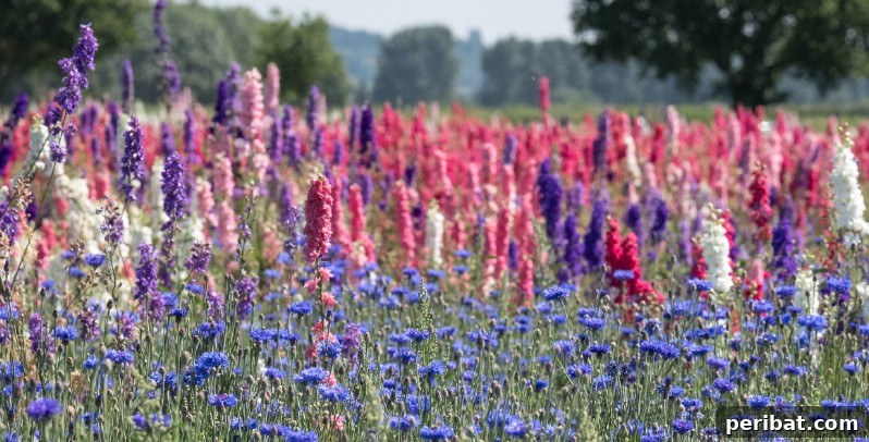 Eternal Bloom: 32 Pink Perennials for a Perpetually Vibrant Garden 10 Delphinium - a stately pink perennial flower with towering spires of blossoms, perfect for background planting.